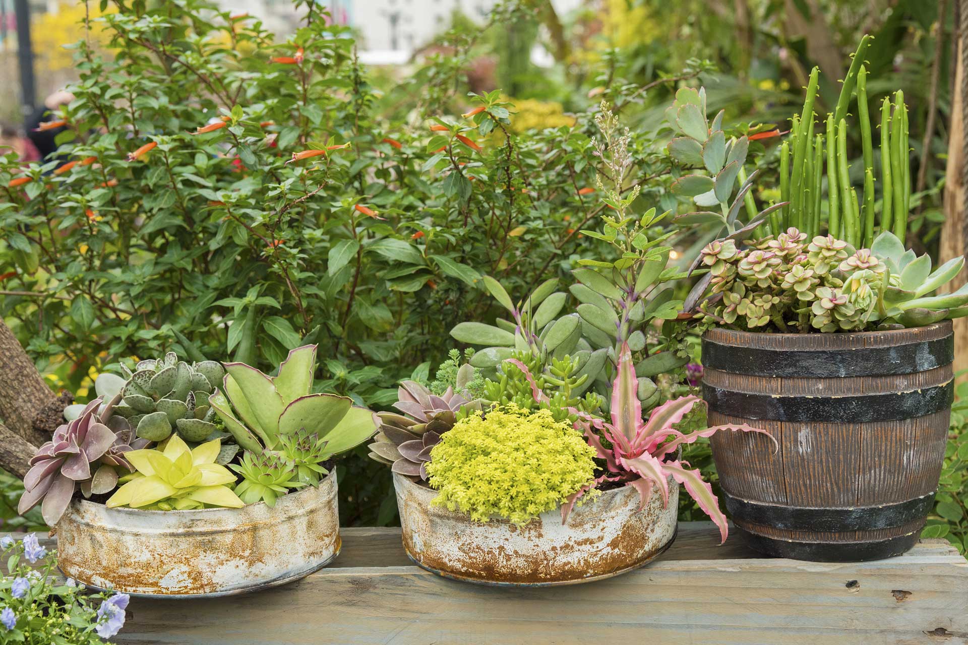 Drought Tolerant Landscapes