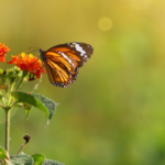 Gardening for Birds & Butterflies with Water-Wise Native Plants